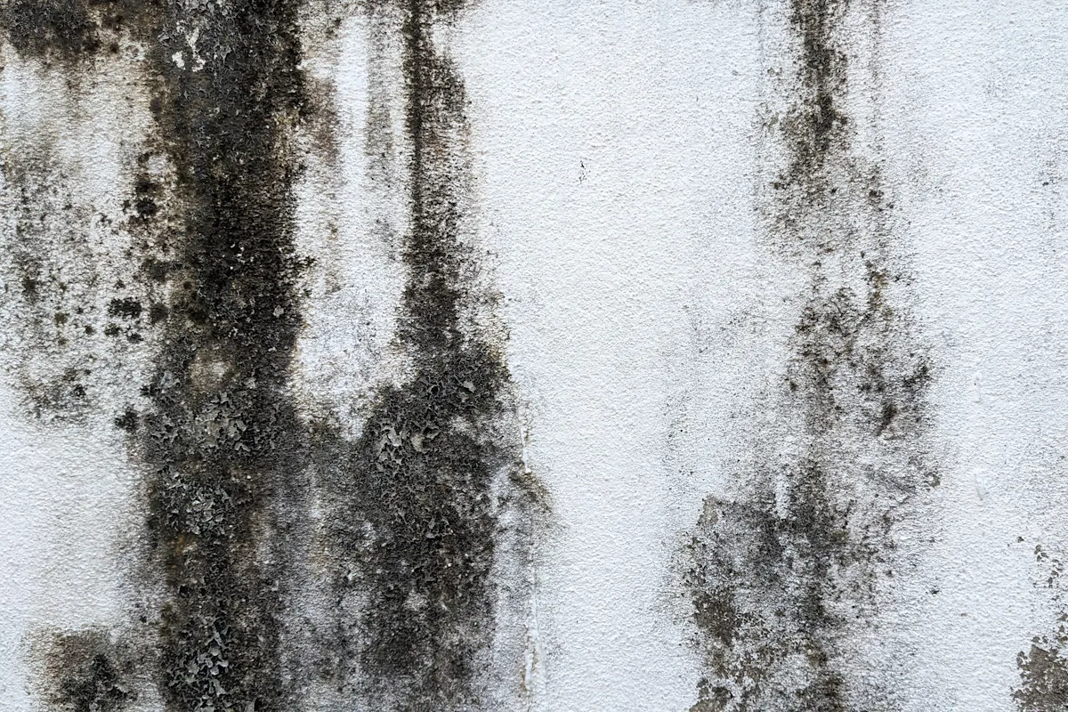 Black mold spreading across a white wall