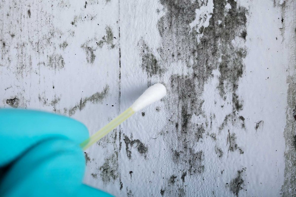 Gloved hand holding a sterile swab next to mold growth on a wall